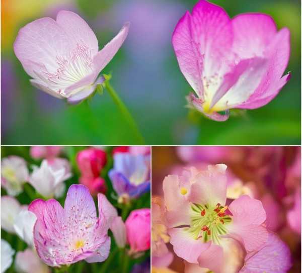花语千姿，自然之美与象征意义的交融